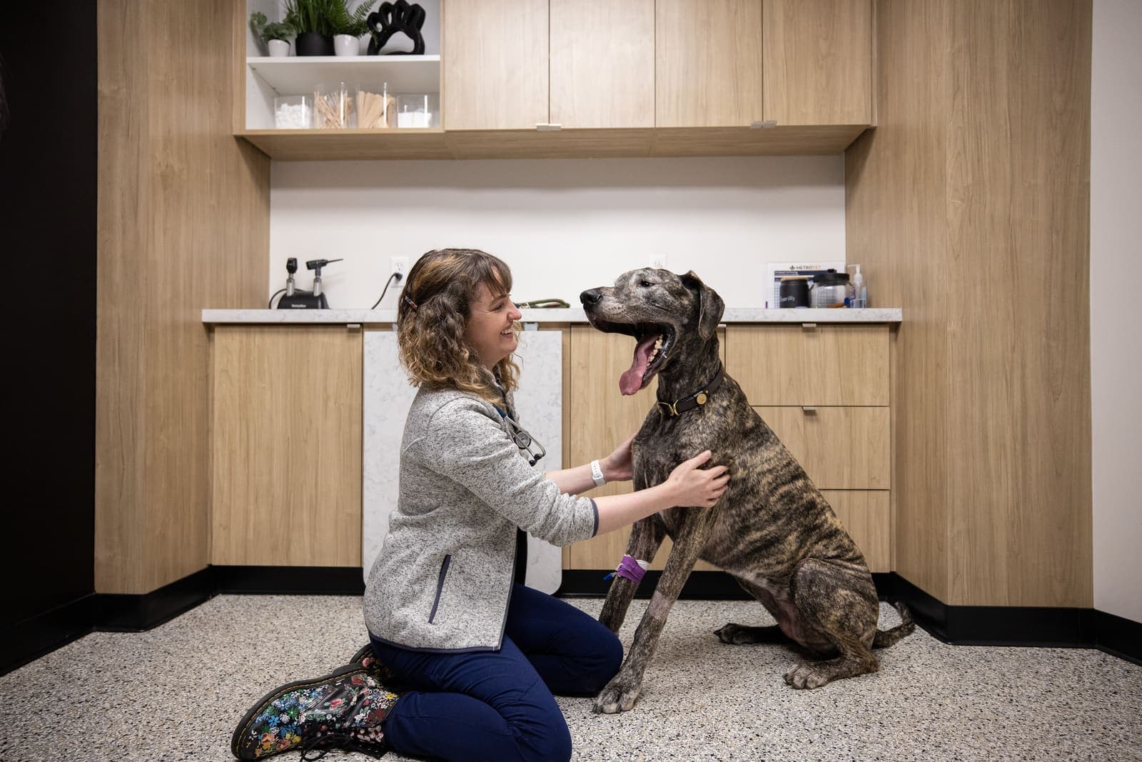 Veterinarian with a great dane photographed in a MetroVet exam room